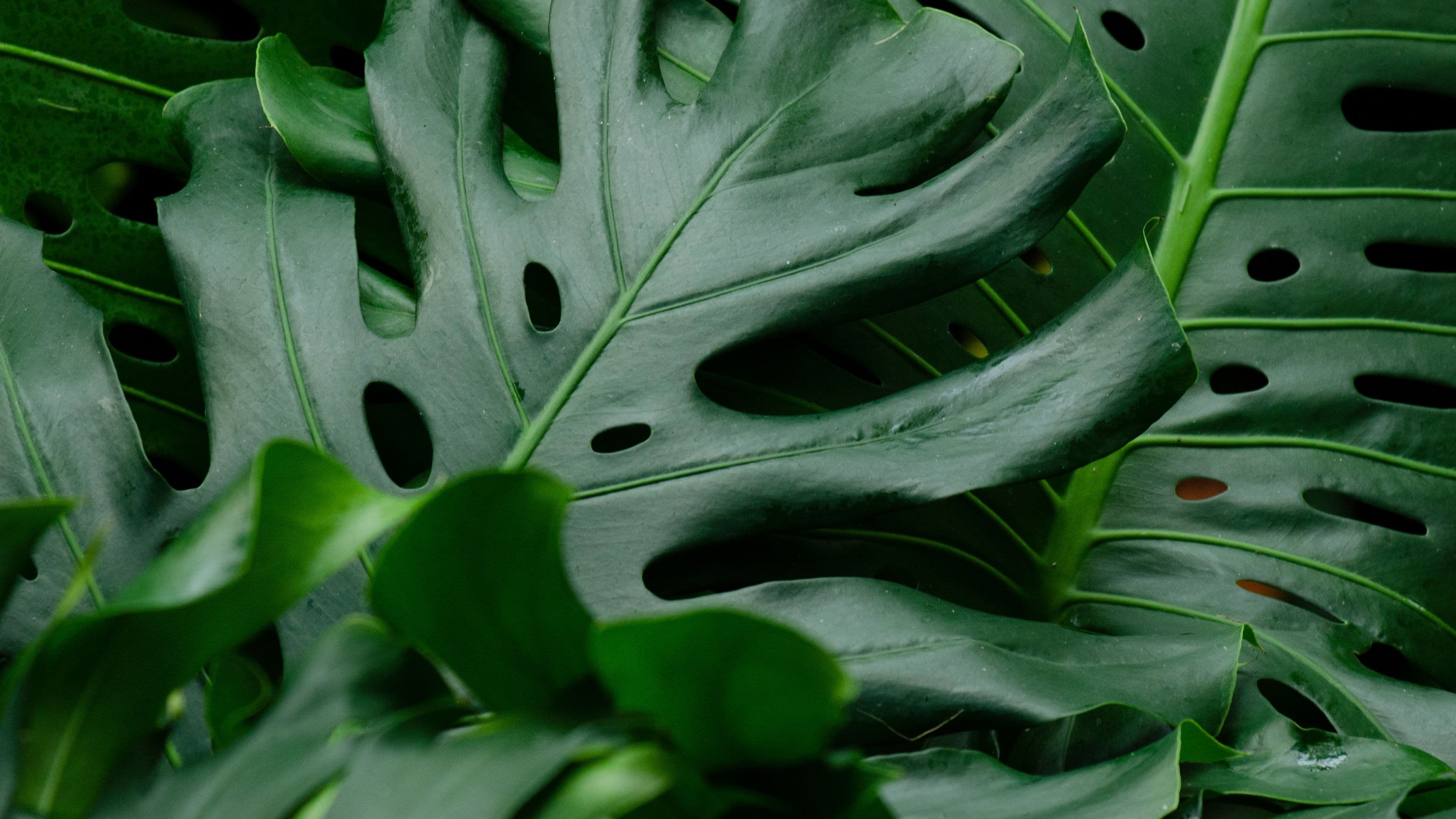 monstera plant