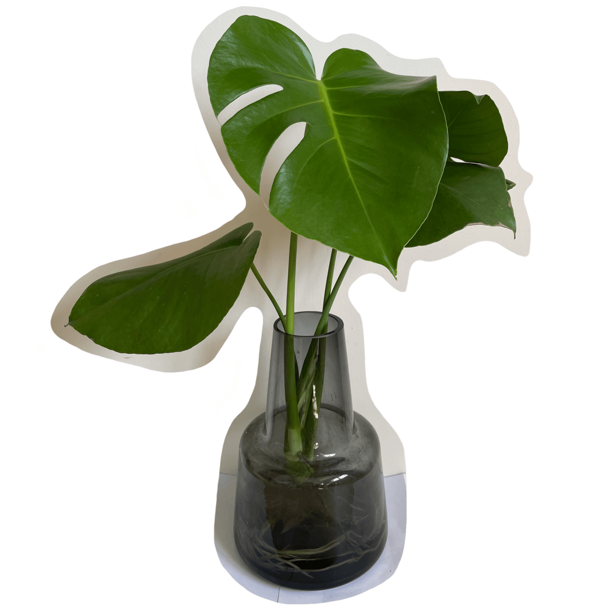 monstera plant