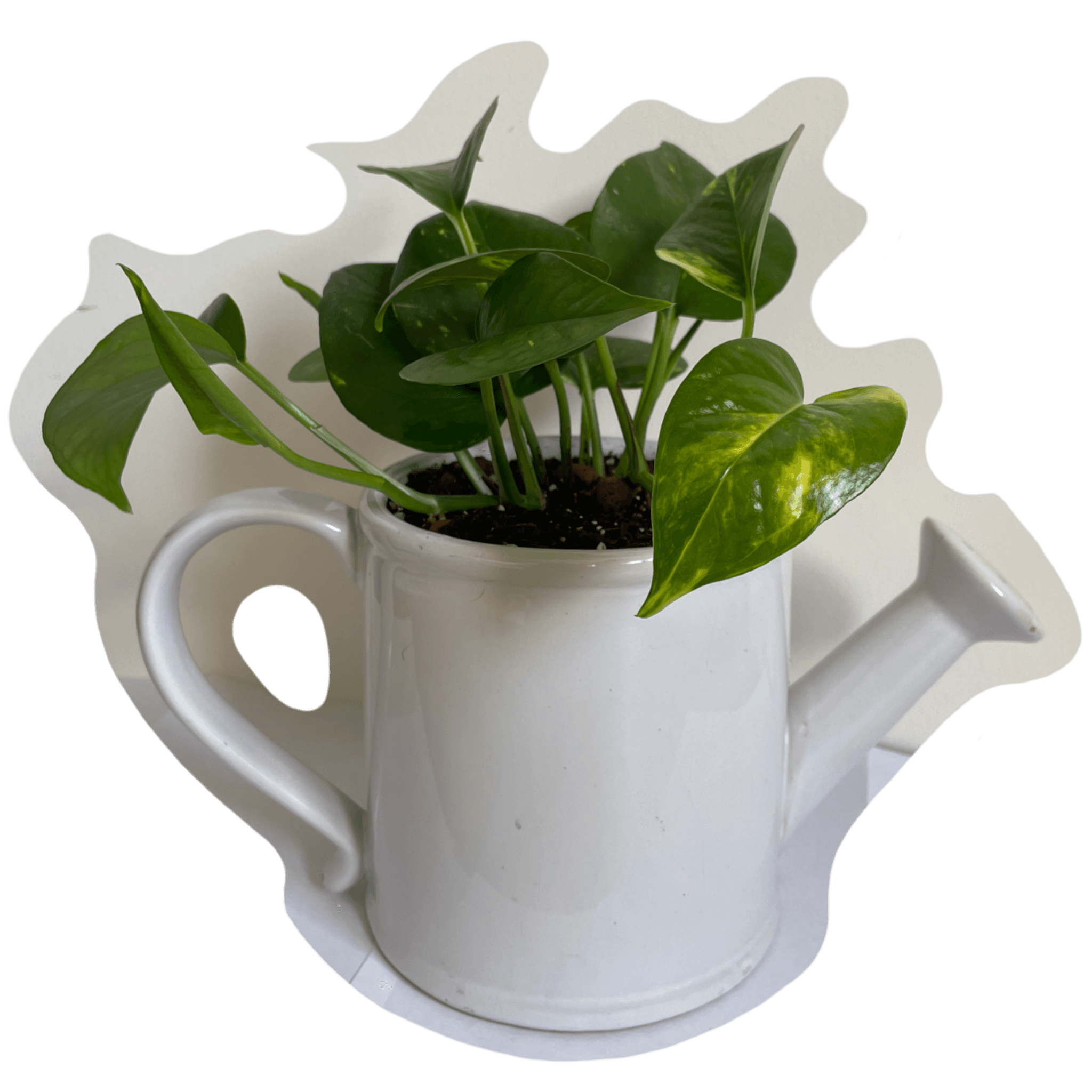 pothos