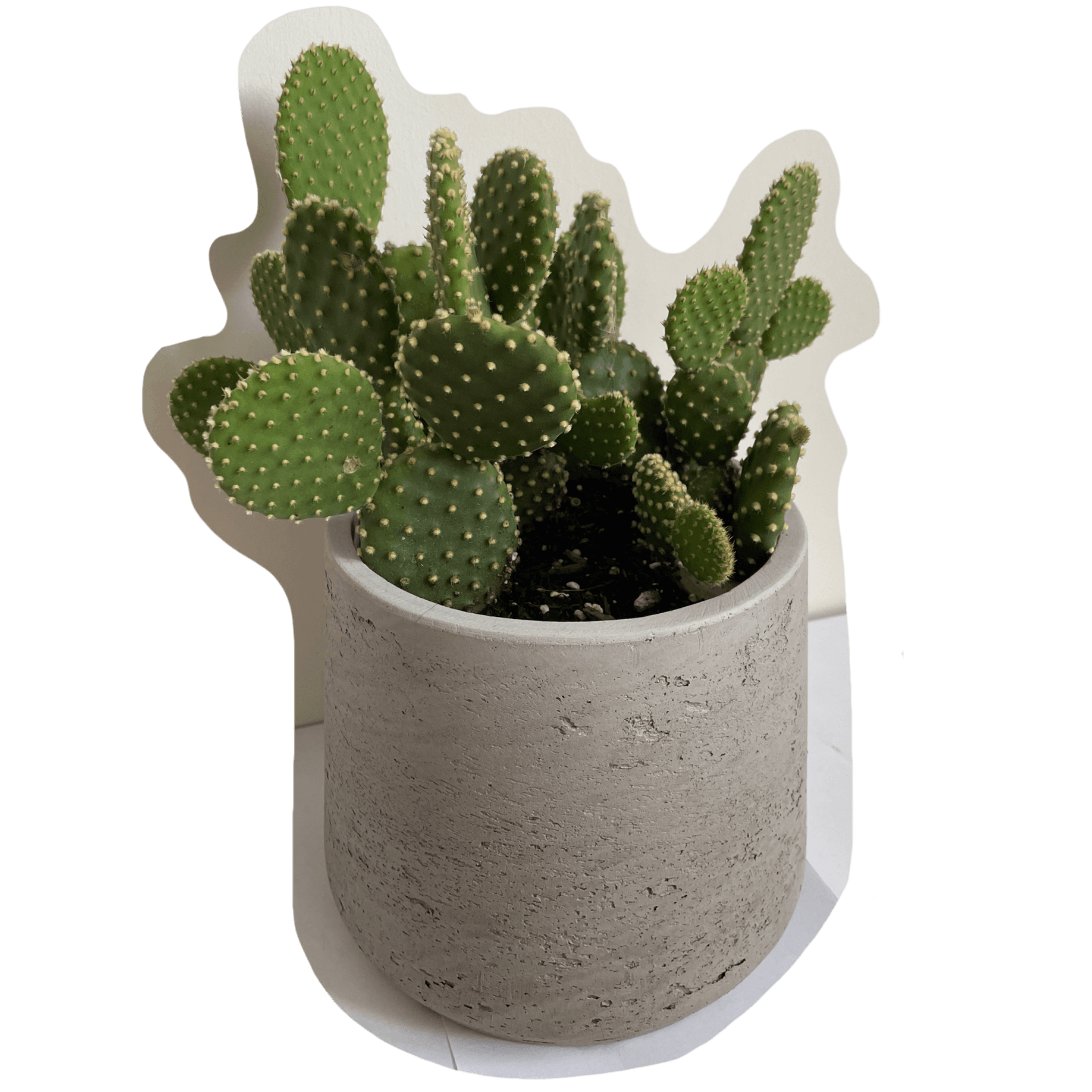 prickly pear cactus