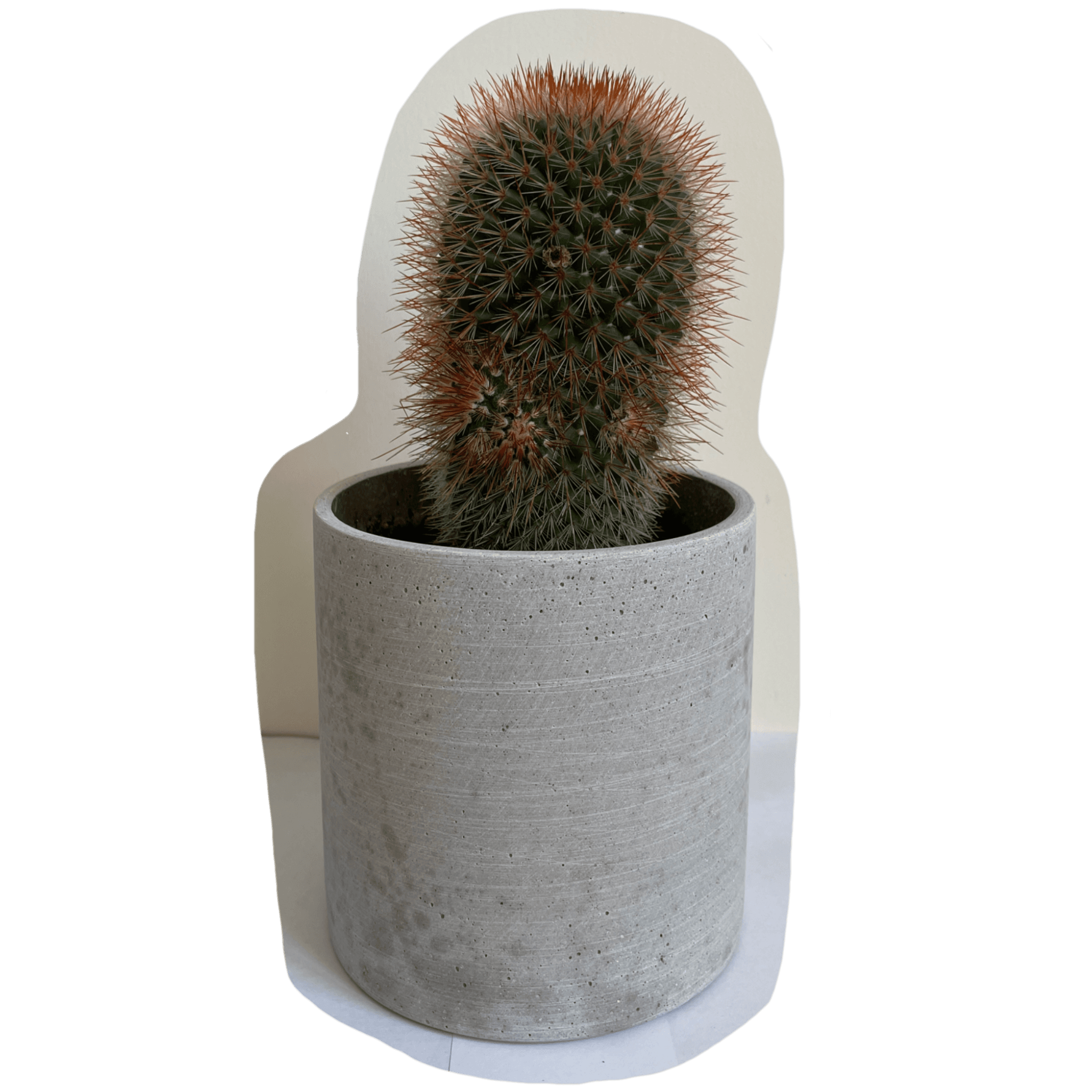 red cactus